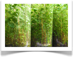 Ecosferes By Landscape Designer